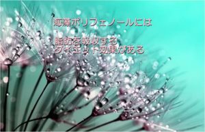 脂肪を吸収