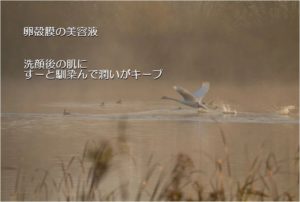 卵殻膜エキス