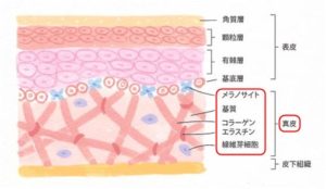コラーゲンの減少